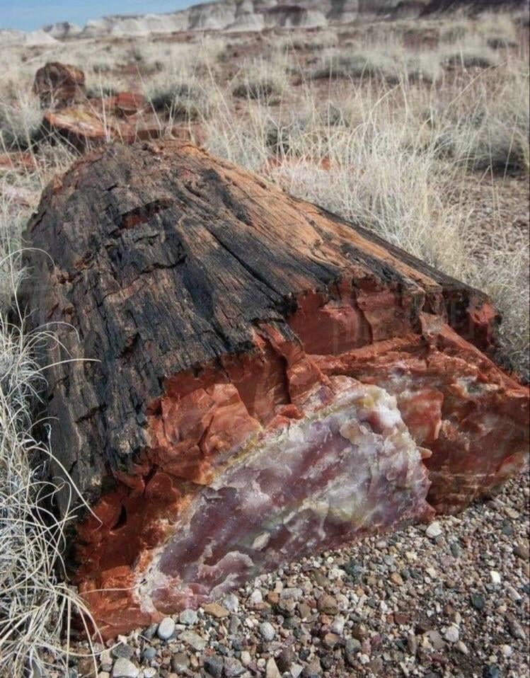 【衝撃】アリゾナで2億2500万年前の木の化石が発見される！
