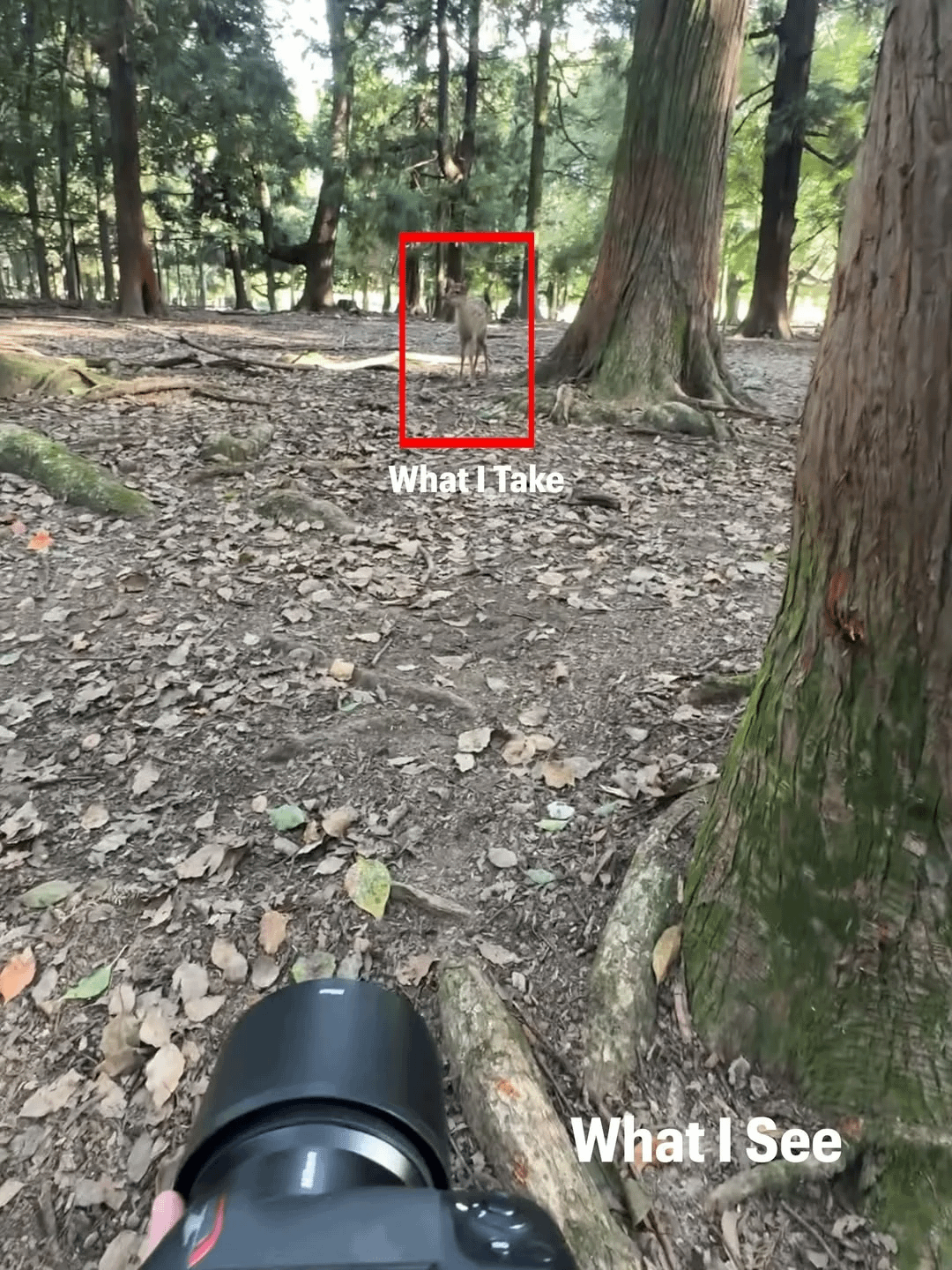 【衝撃】プロカメラマンが見てる世界と撮った写真が違いすぎると話題に
