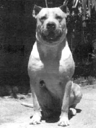 闘犬コルドバ、交配時ですら喧嘩！アルゼンチンで絶滅した理由