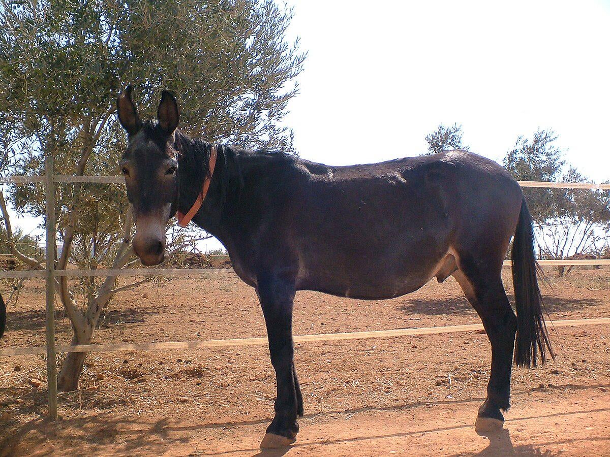 【マジか】初代大統領ワシントン、実はアメリカ mule の父だった件