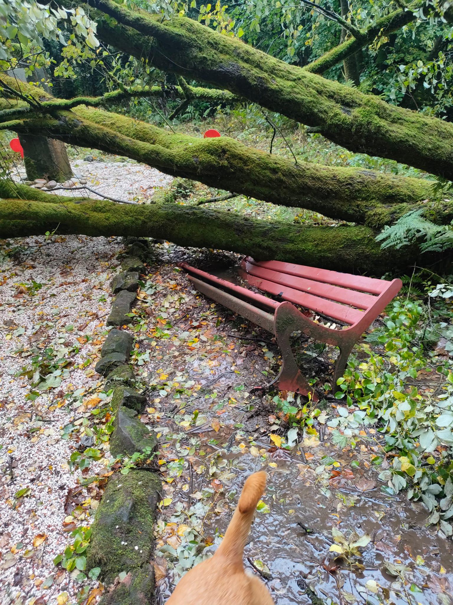 【画像】海外の公園、倒木がベンチを直撃するも無傷で地面にめり込む奇跡