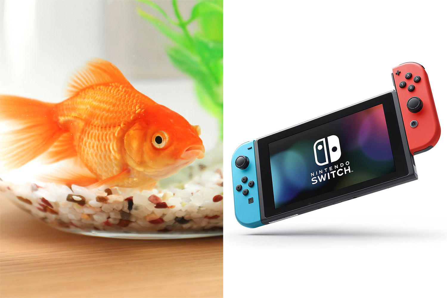【悲報】魚、ポケモンで課金してしまう…飼い主のクレカで500円