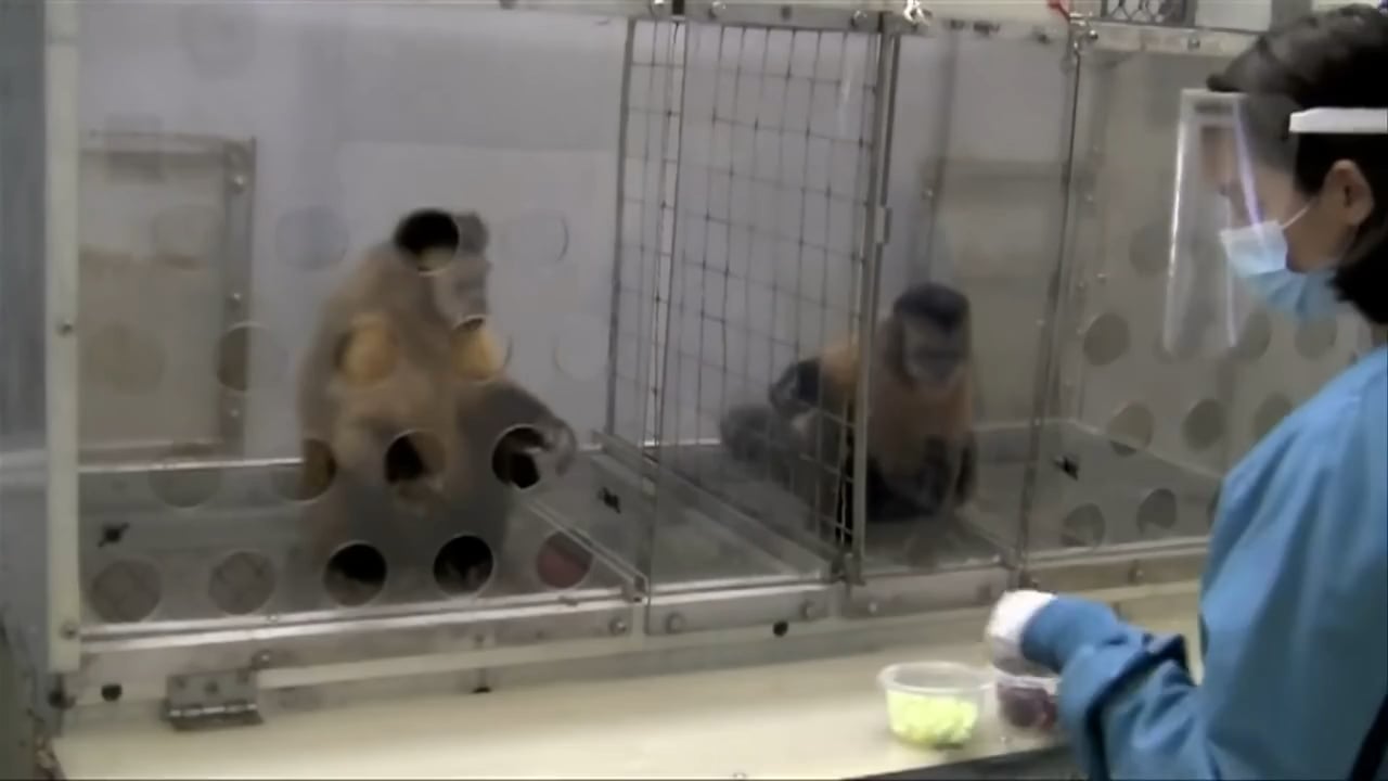 猿も不平等にはブチギレ！キュウリ報酬に怒りの反乱ｗｗｗ
