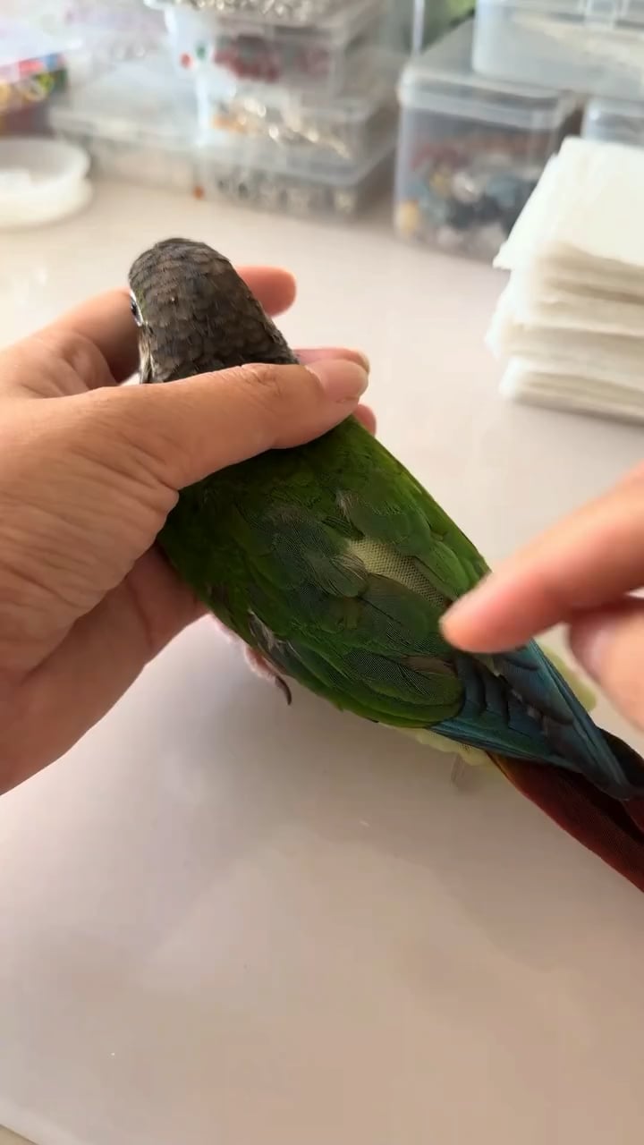 【悲報】インコ、おむつ交換されるｗｗｗｗｗｗ