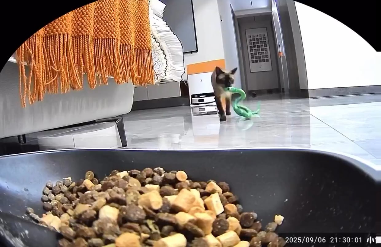 猫さん、おもちゃのヘビに餌やり！？衝撃映像が話題に