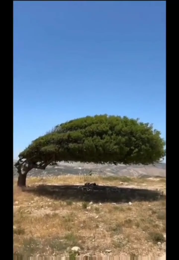 【衝撃】強風に耐え続けた木、想像を絶する姿に…！