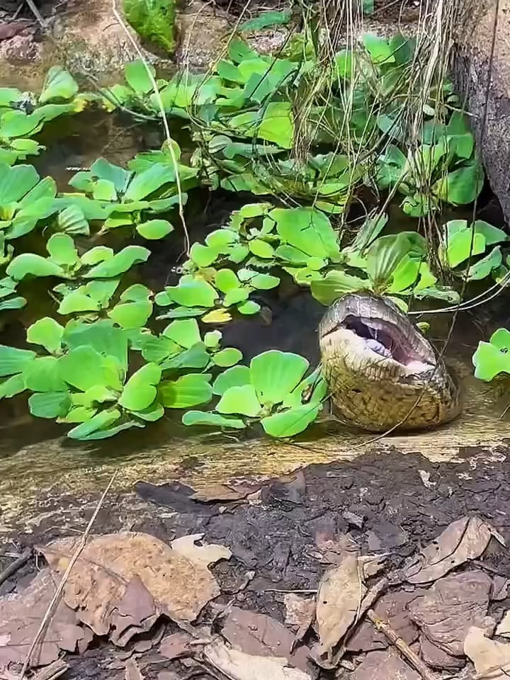 アナコンダ、食事後にアゴ再調整　[matched_content] → 蛇やべえ！満腹アナコンダ、アゴ外して再構築グロ注意