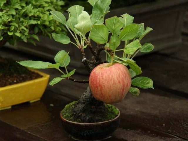 【衝撃】盆栽にまさかの展開！→ フルサイズ果実が実る異常事態ｗｗｗ