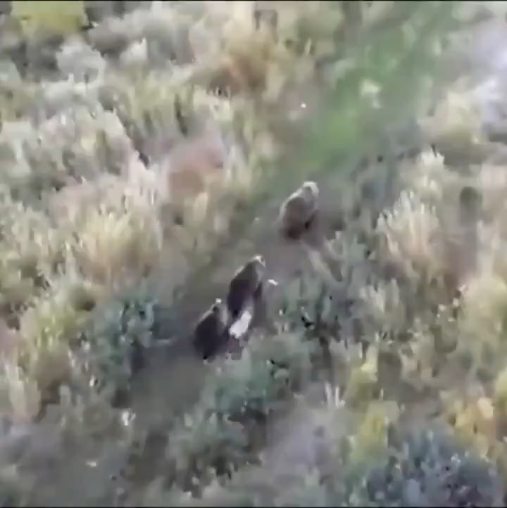【速報】ロシアで行方不明のハスキー犬、クマの群れと生活してた模様