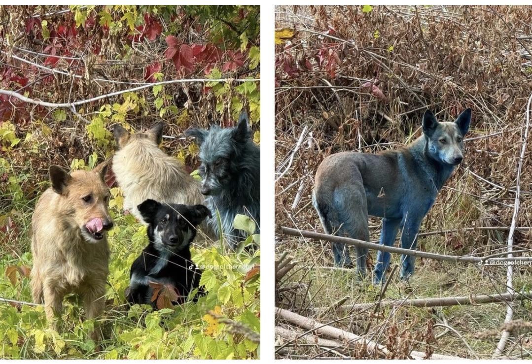 チェルノブイリ犬が謎の青色化現象…原因不明で住民困惑