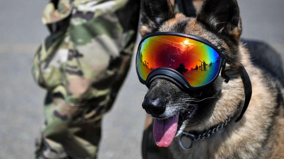 軍用犬、階級がハンドラーより上！？ respect確保のためと判明