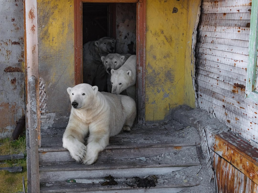ホッキョクグマさん、ロシアの旧研究基地を占拠してしまう