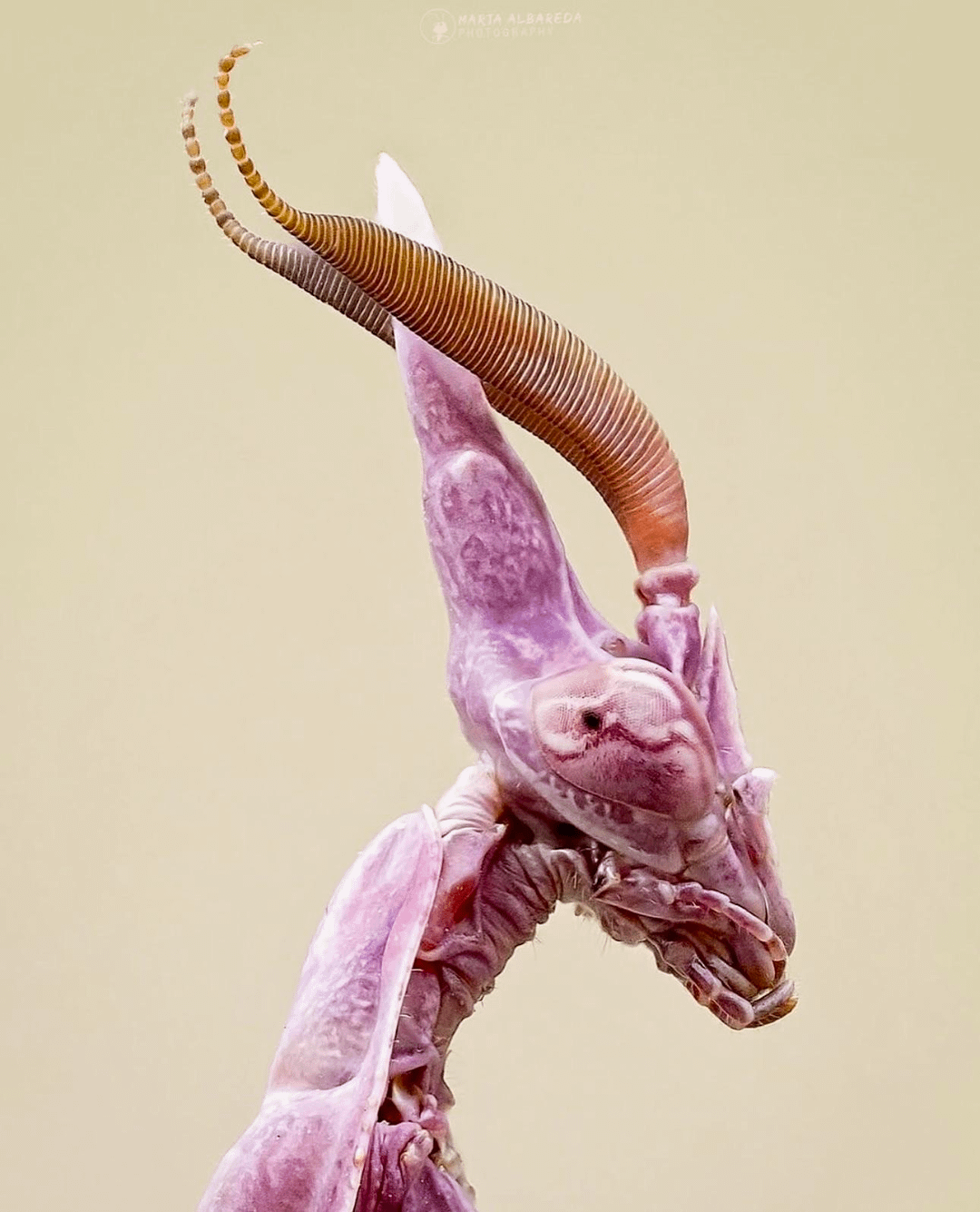【閲覧注意】ピンクエイリアン昆虫ヤバすぎ！エンプーサマンティス現る