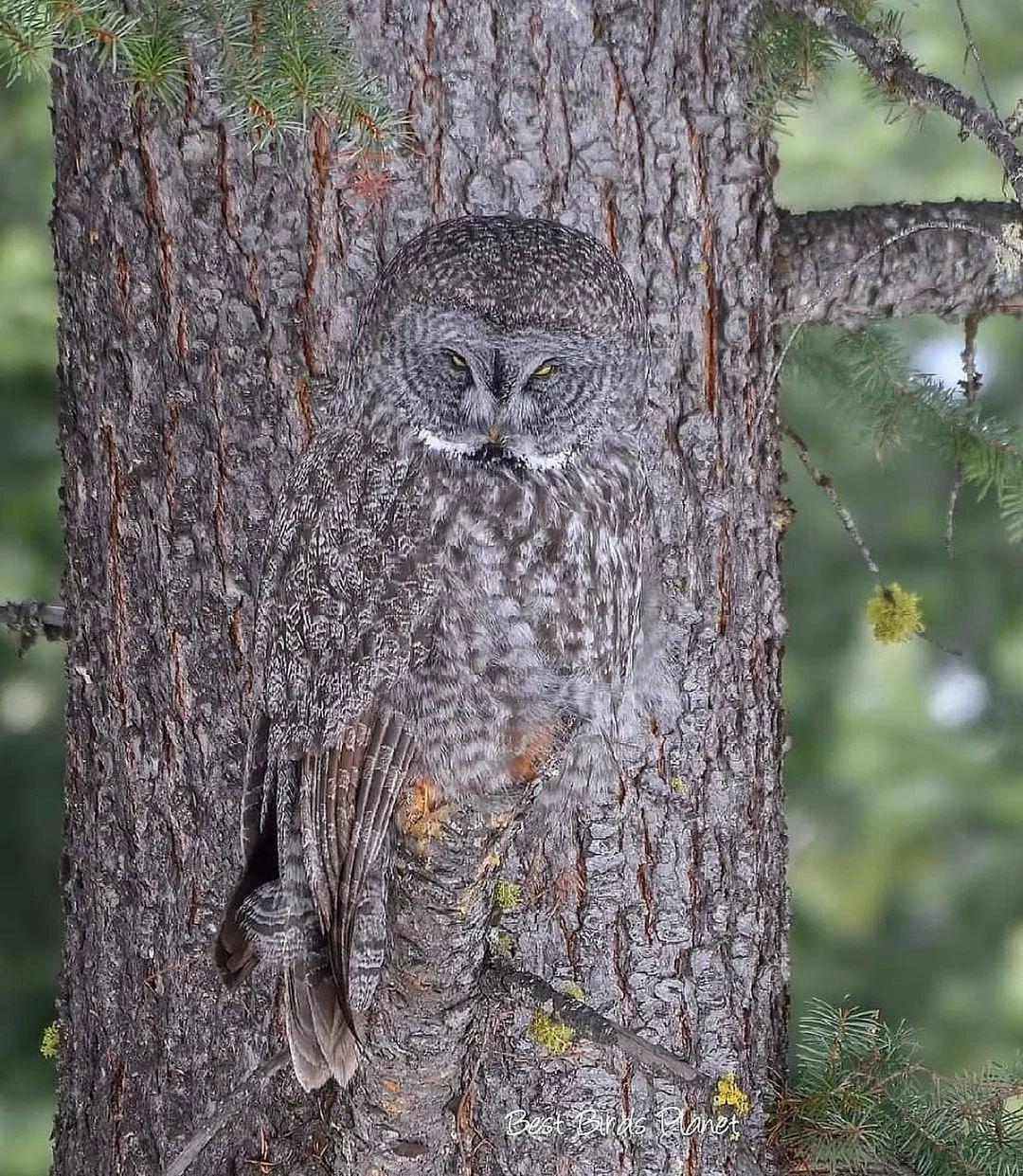 フクロウの擬態がヤバすぎると話題！完全に風景と同化しててワロタ