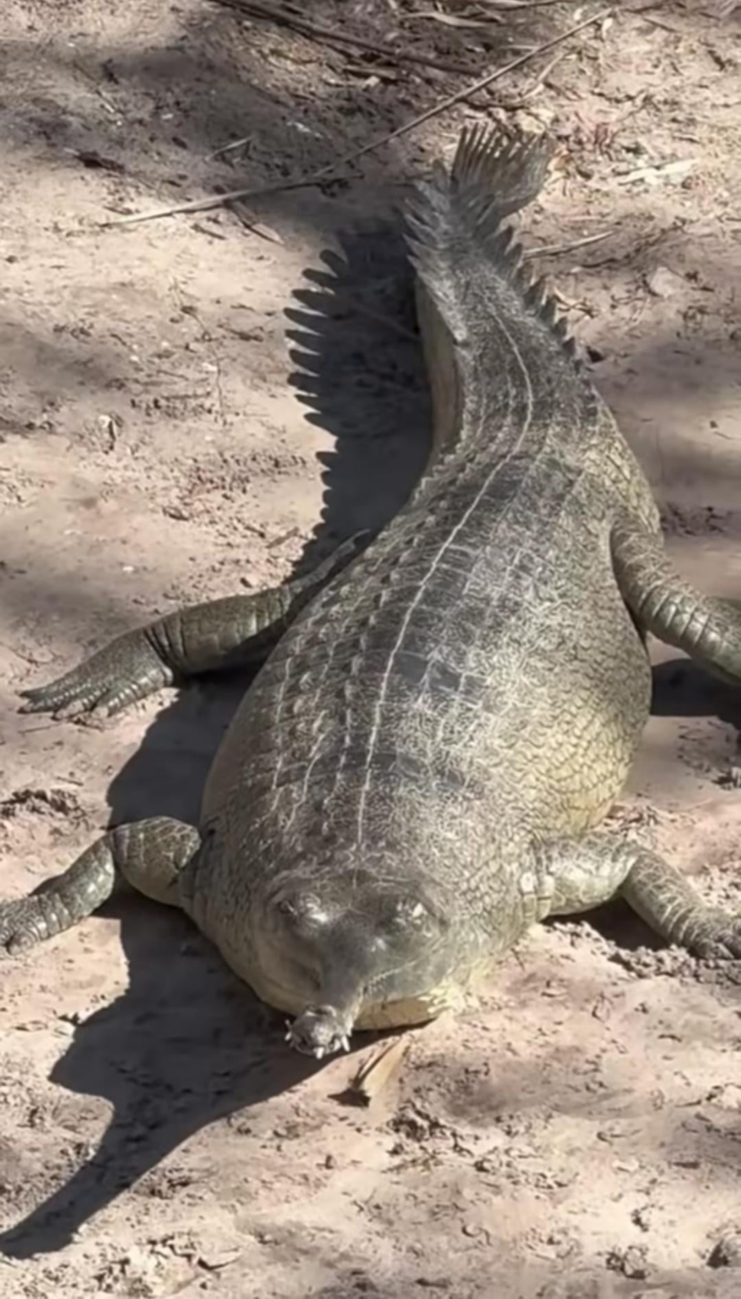 【絶滅危惧種】インド・ネパールのガビアルさん、マジでヤバいらしい