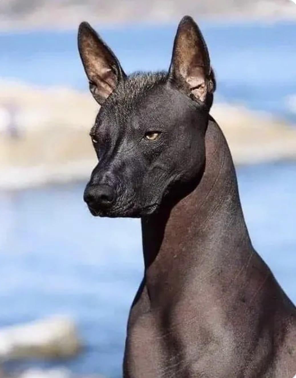 メキシコ原産！7000年の歴史を持つ犬種「ショロ」がマジすごい