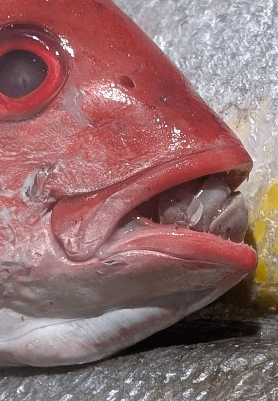 鮮魚コーナーの魚に寄生虫！グロ注意！舌食い虫とかマジ勘弁