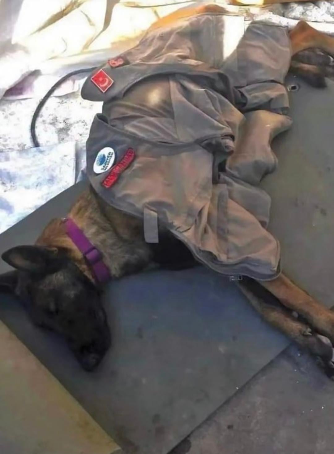 地震後、救助犬が56時間ぶっ通しで40人救出 → 力尽きて爆睡…