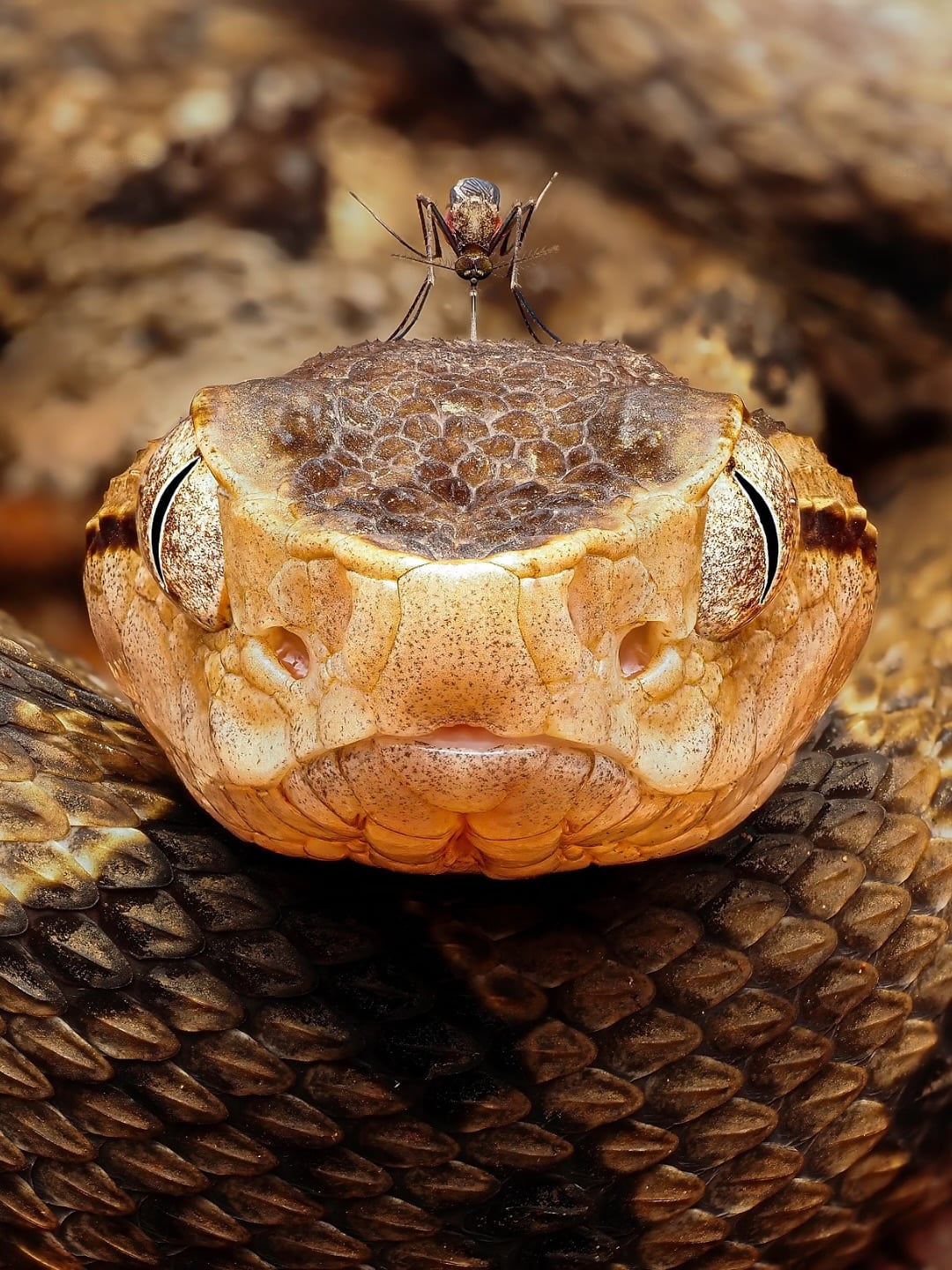 【衝撃】蚊がヘビを刺すだと！？マジかよ…世紀の瞬間を激写！