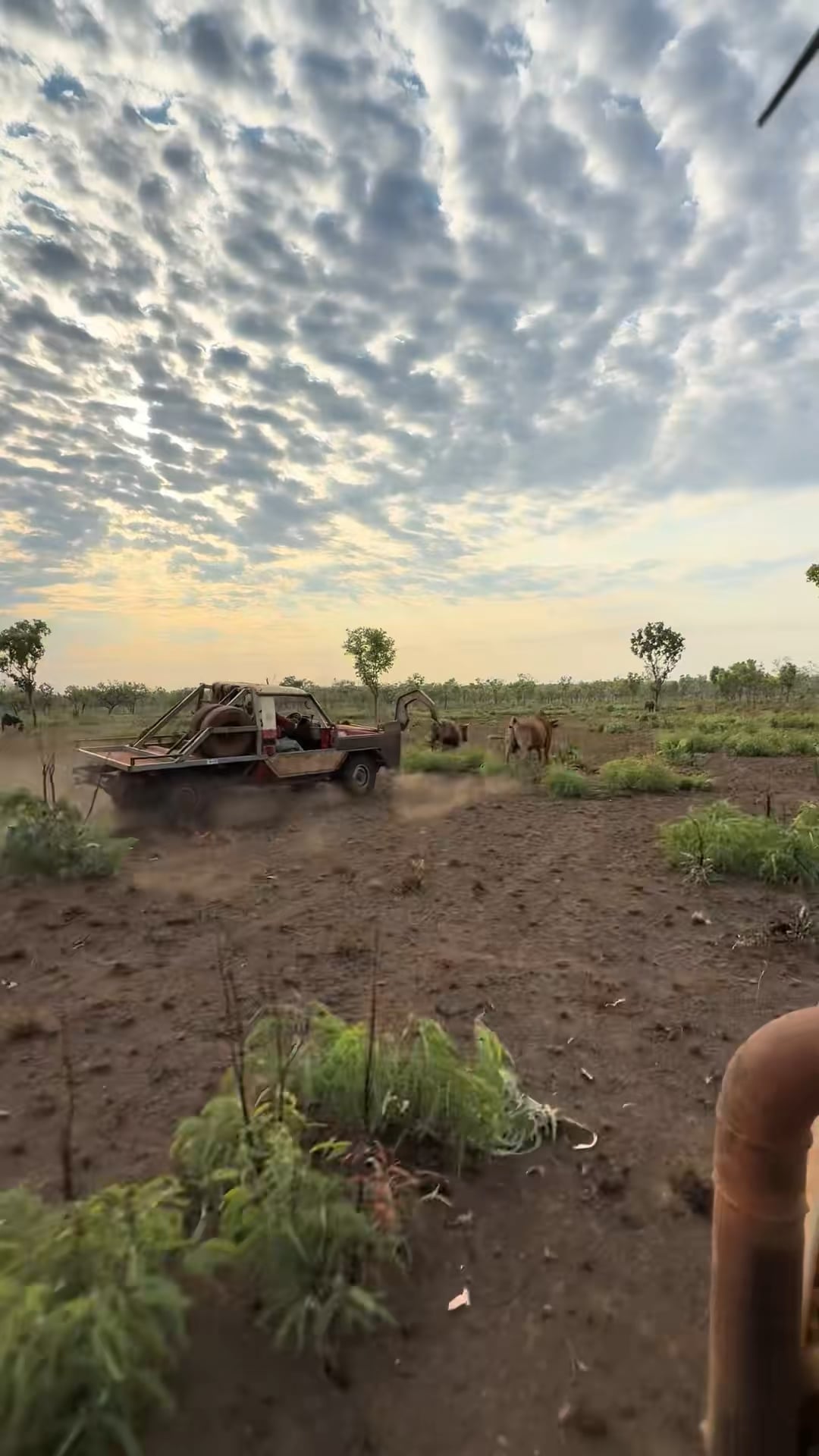 豪快すぎ！これが本場オージー流ブルキャッチだ！