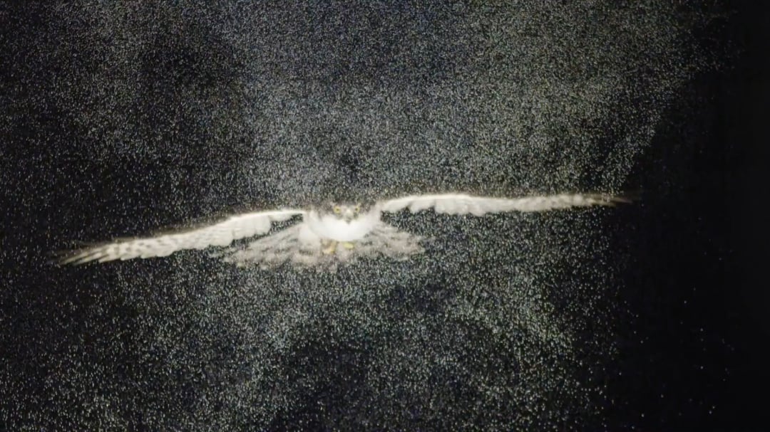 フクロウさん、シャボン玉の海を華麗に滑空！驚きの翼端渦が明らかに