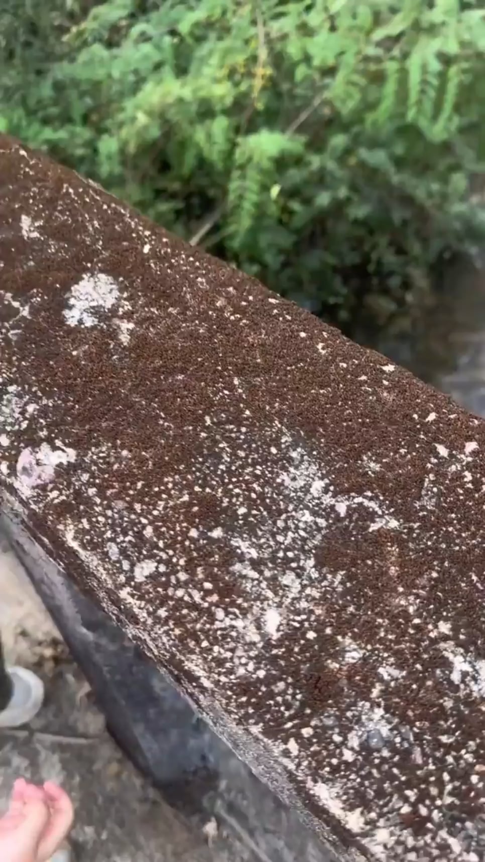 枯れコケに水やりしたらまさかの展開ｗｗｗ