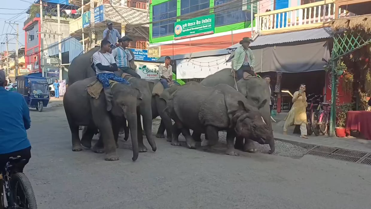 【ネパール】脱走したサイ、呑気に街を散歩→国立公園へ護送されるｗｗｗ