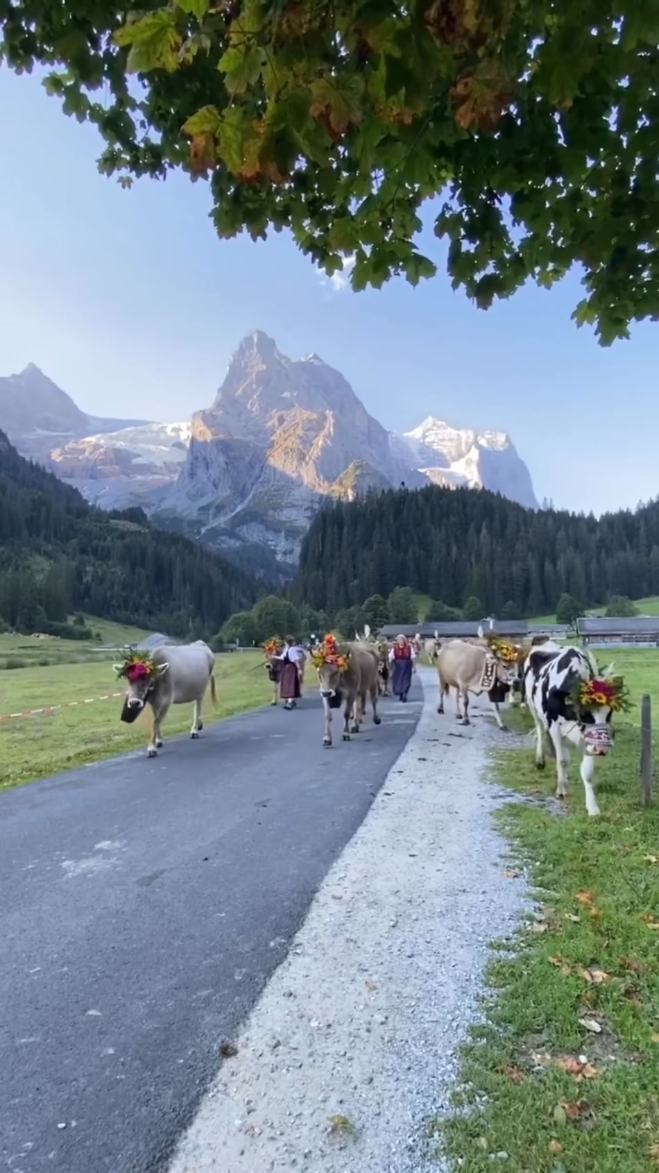 スイスの秋祭りヤバすぎ！花と鈴で飾られた牛たちが山から下りてくる光景が感動的すぎると話題