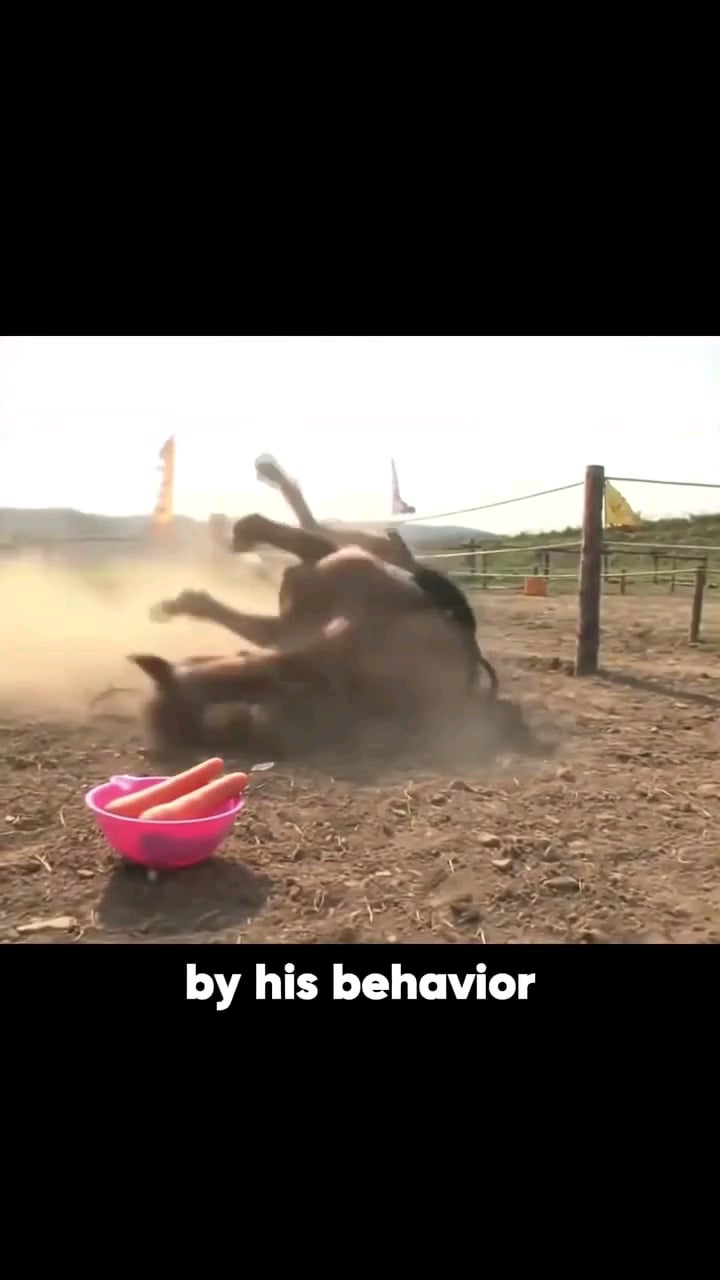 乗馬拒否！死んだフリする馬が賢すぎるｗｗｗ