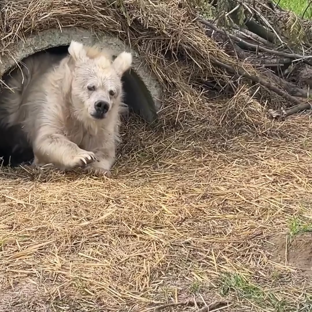 ヒマラヤヒグマ、冬眠から目覚める！衝撃の姿を激写！