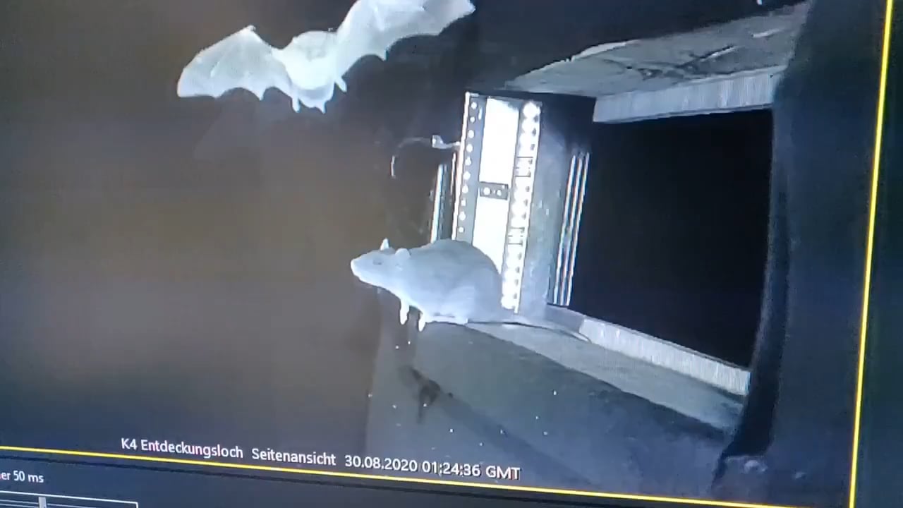 【衝撃】ドイツ研究で判明！ネズミが空中捕獲したコウモリからウイルス感染か