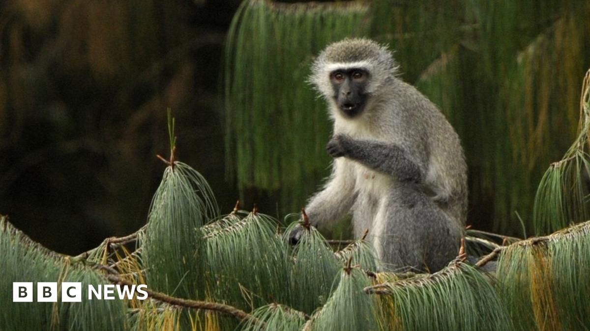 【速報】ケニア全土が4時間停電！原因は電気変圧器に落下した一匹の猿