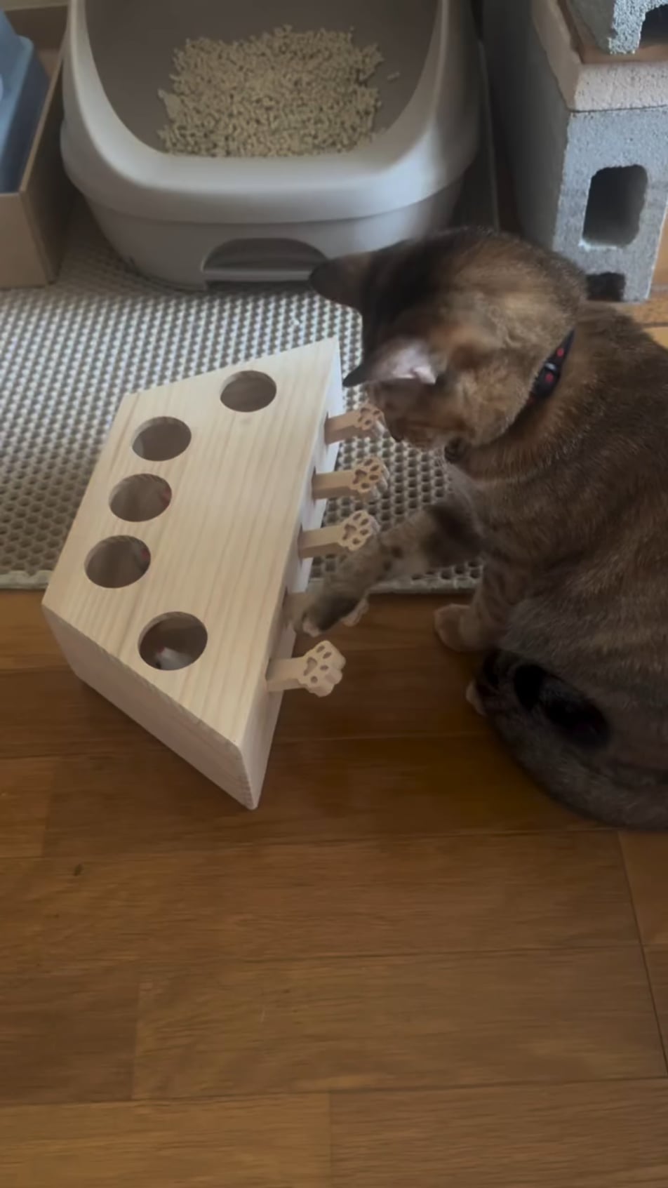 猫さん、おもちゃの仕組みに気づき始めるｗｗｗ【GIF動画あり】