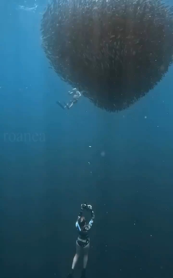 【悲報】イワシの大群を撮影しに来た女性、捕獲される