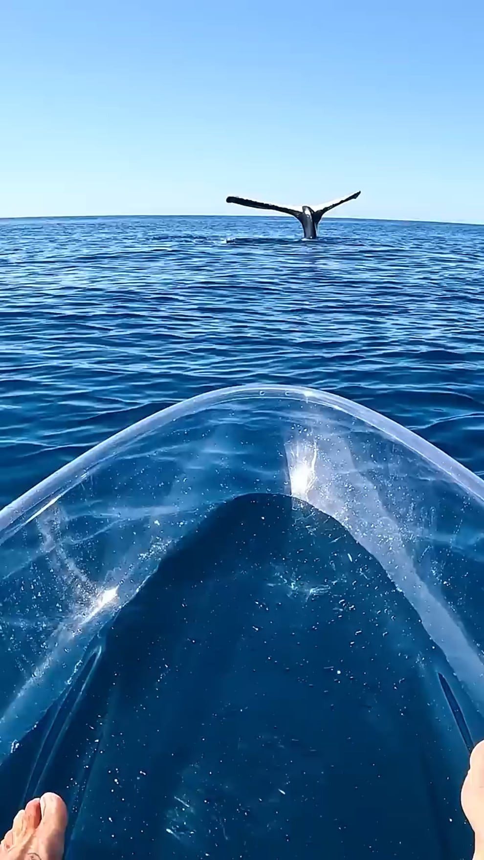 透けるカヤックに乗った男、ガチでクジラと遭遇してしまう…！