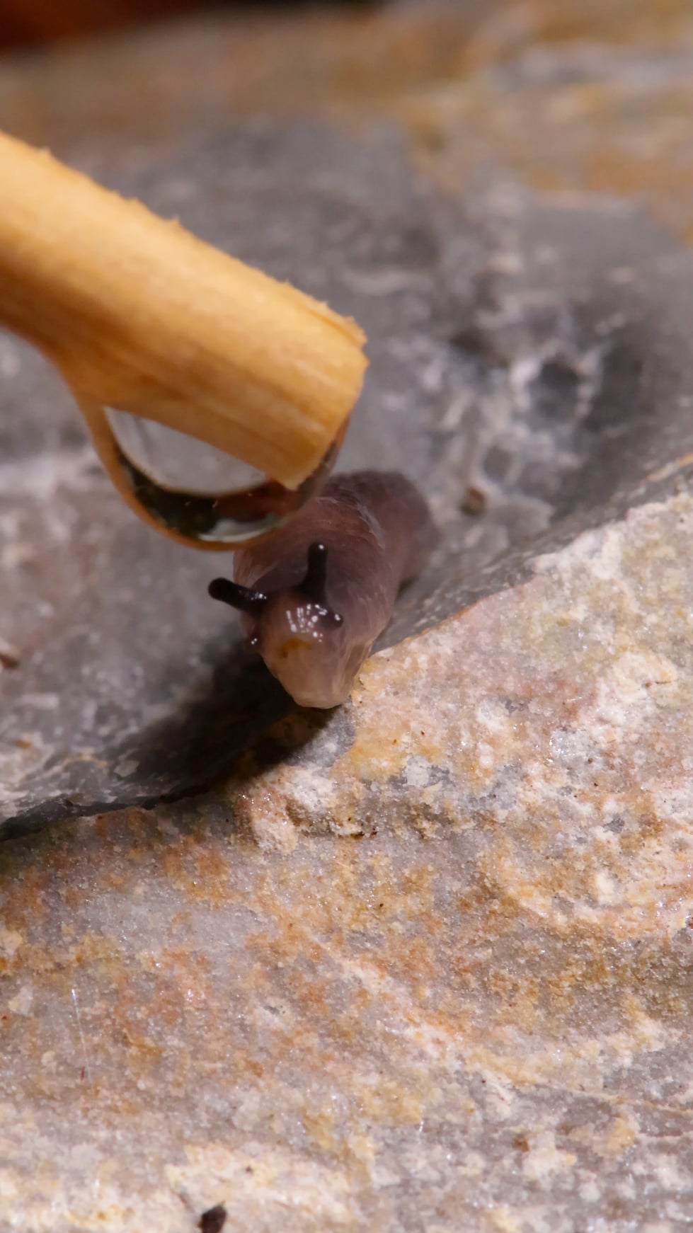 【悲報】ちっちゃいナメクジさん、水滴の表面張力を破壊してしまう…