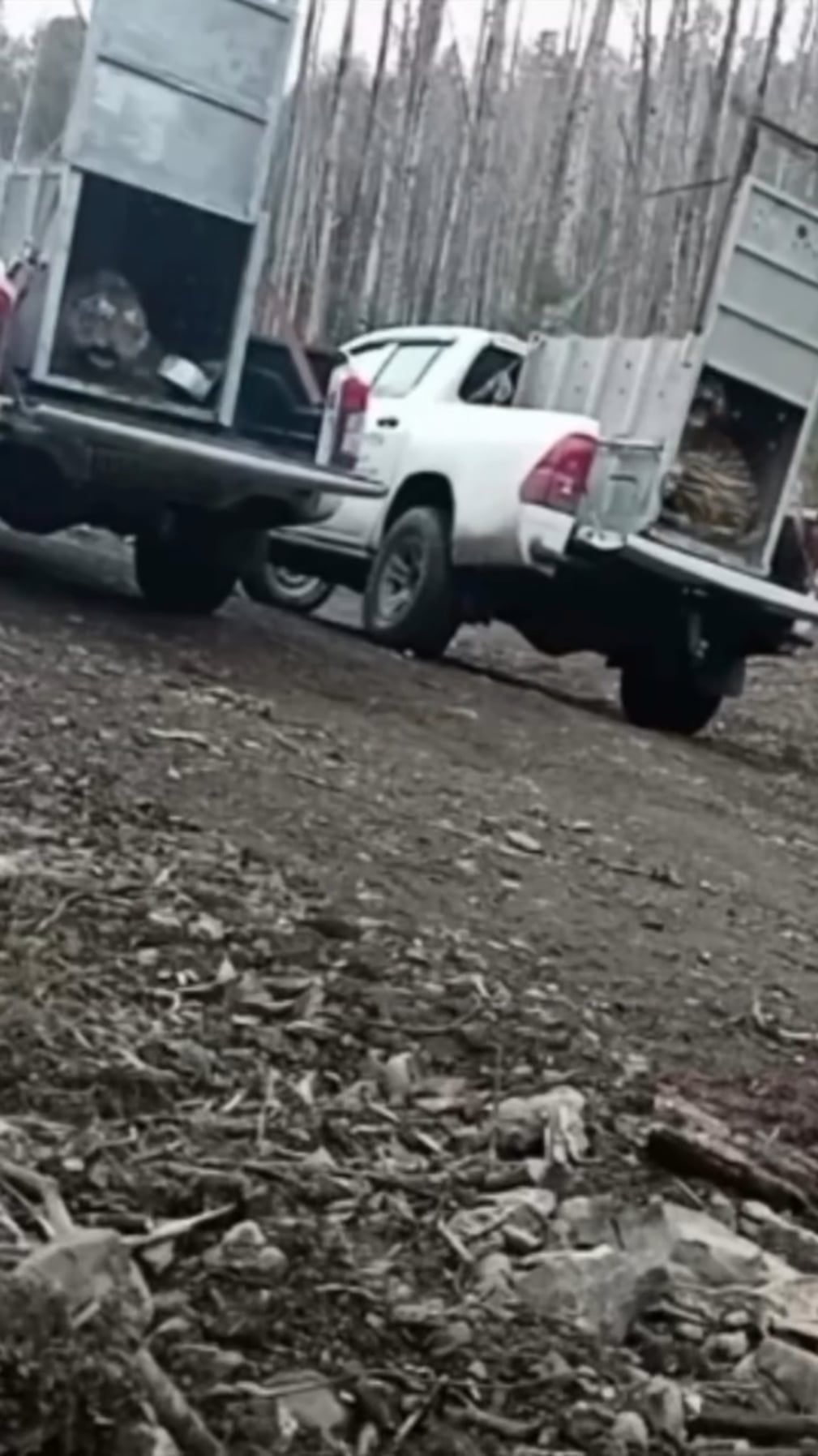 【朗報】シベリアトラ、リハビリ成功で野生復帰！感動の瞬間