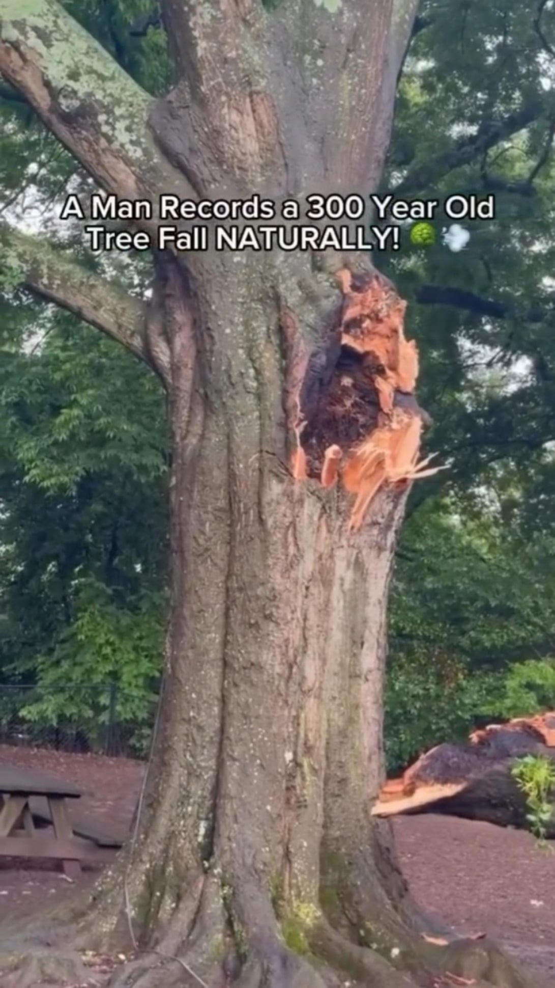 【悲報】樹齢300年の御神木、老衰で倒れる…自然の摂理か