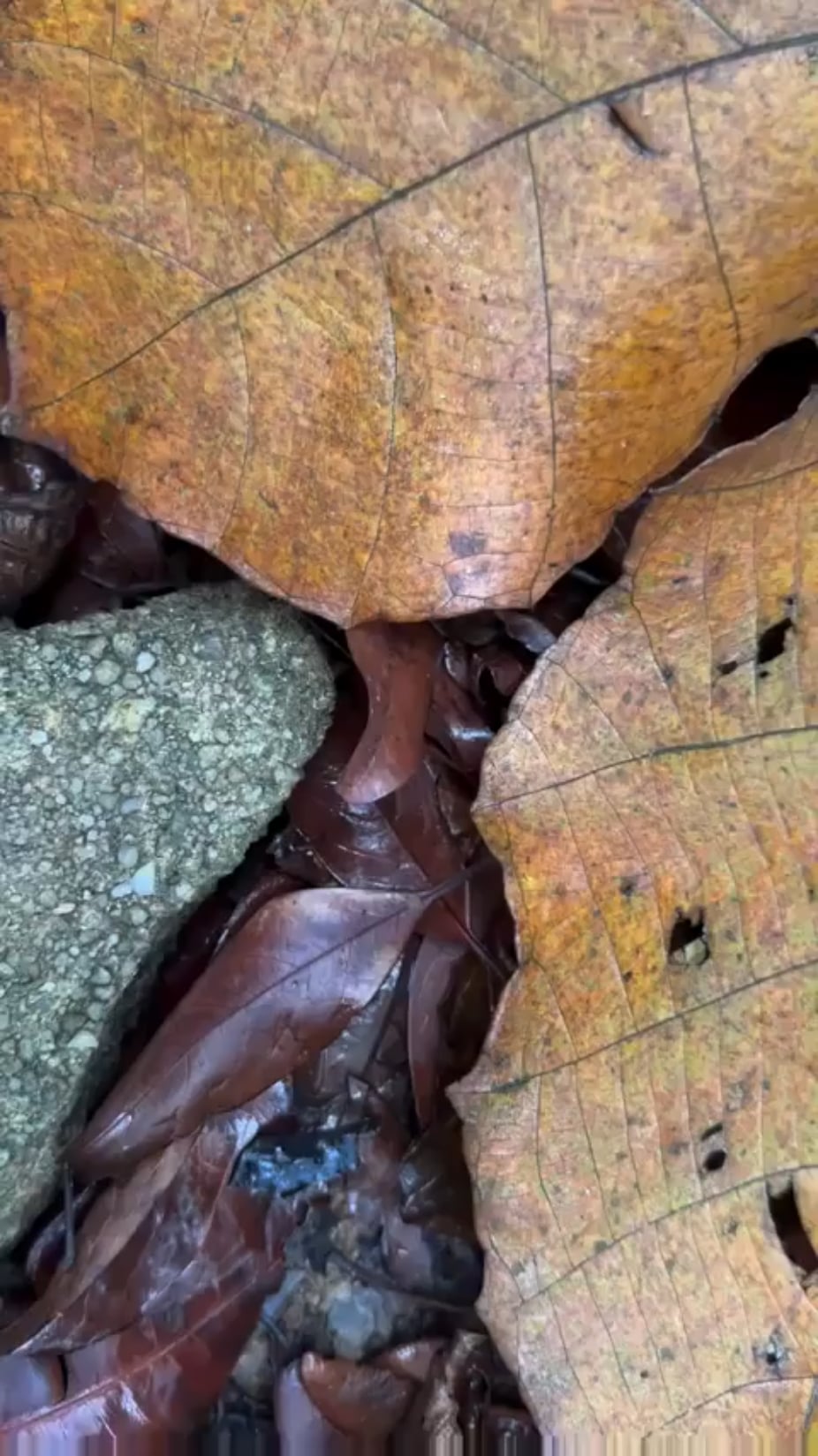 【閲覧注意】マレーブルーサンゴヘビってヤバすぎだろ…