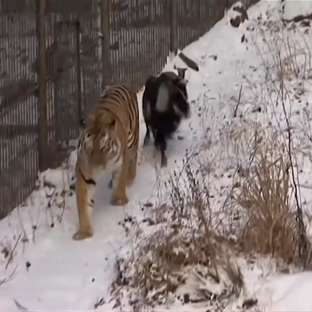 【衝撃】2015年、生きたヤギをトラの檻に投入 → まさかの友情が芽生える