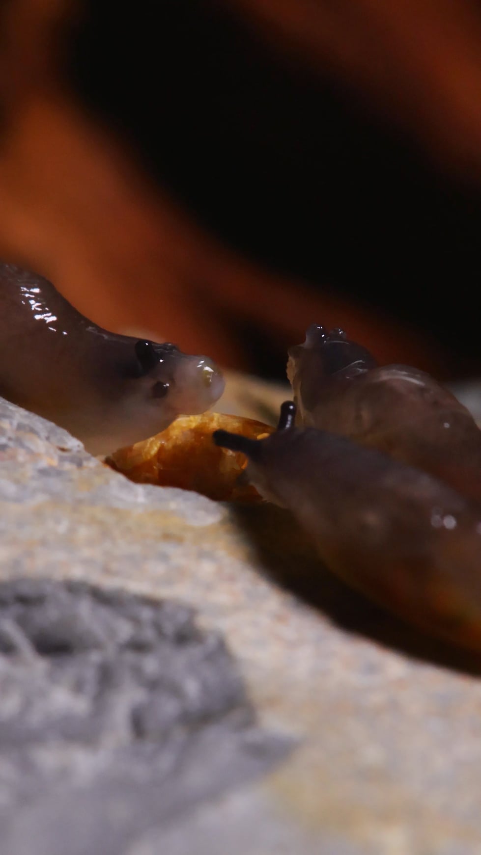 ナメクジさん、意外と血の気が多い模様ｗｗｗ 口器投げつけ合うとかマジかよ