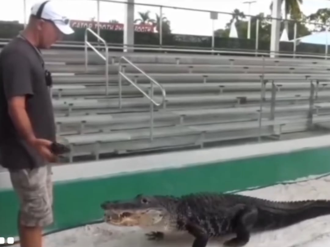 【マジか】ワニのダース・ゲイター、テーマ曲でしか来ないｗｗｗ