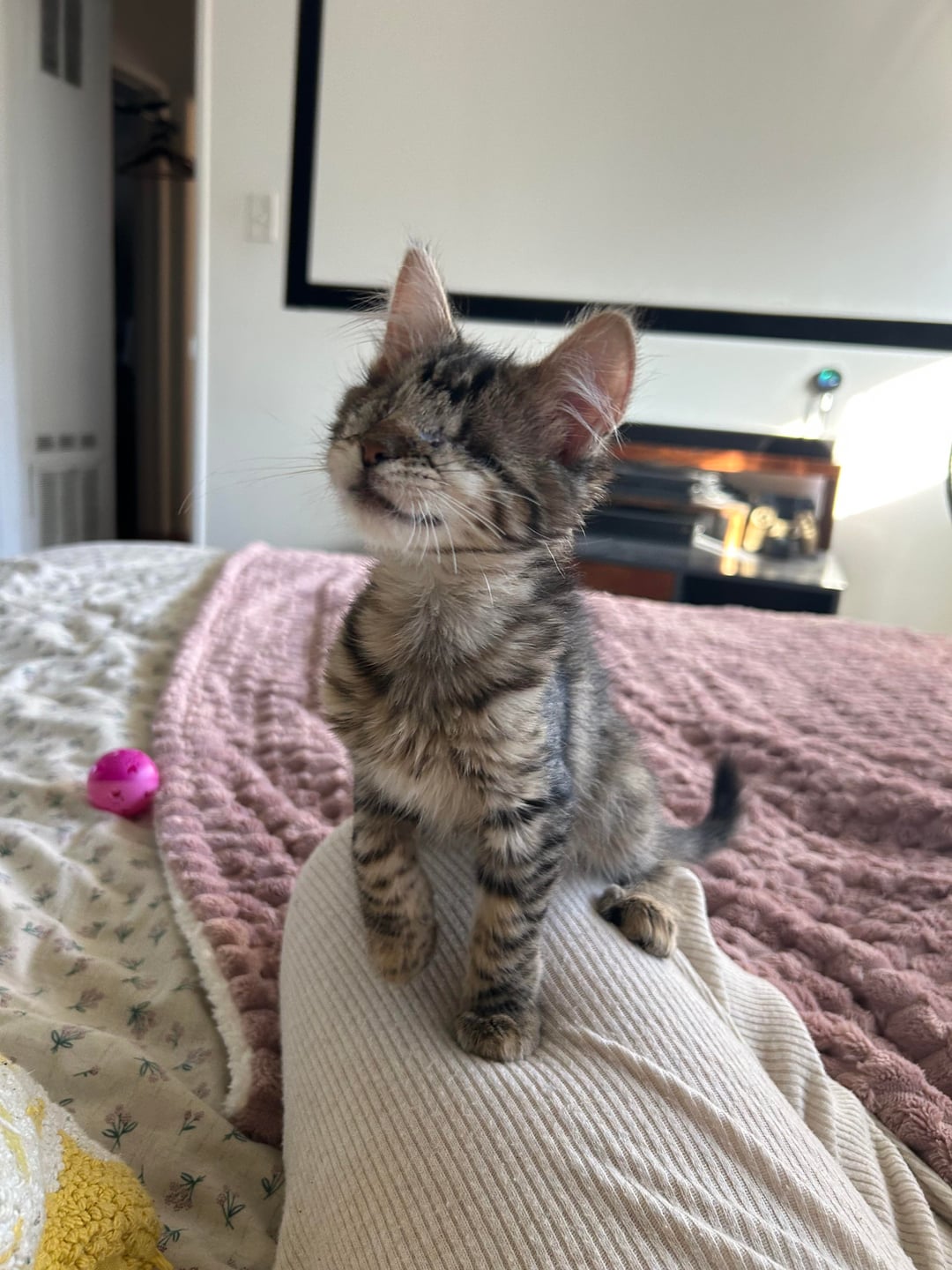 うちの初の猫ガール、アグネスを紹介するよ！完璧なんだ！ [matched_content] → 【朗報】うちの猫、かわいすぎて草。完璧美少女アグネス爆誕！