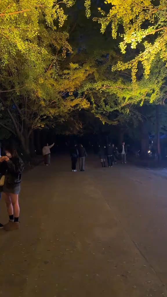 【幻想】森が光に包まれる神秘現象、マジでヤバすぎると話題に