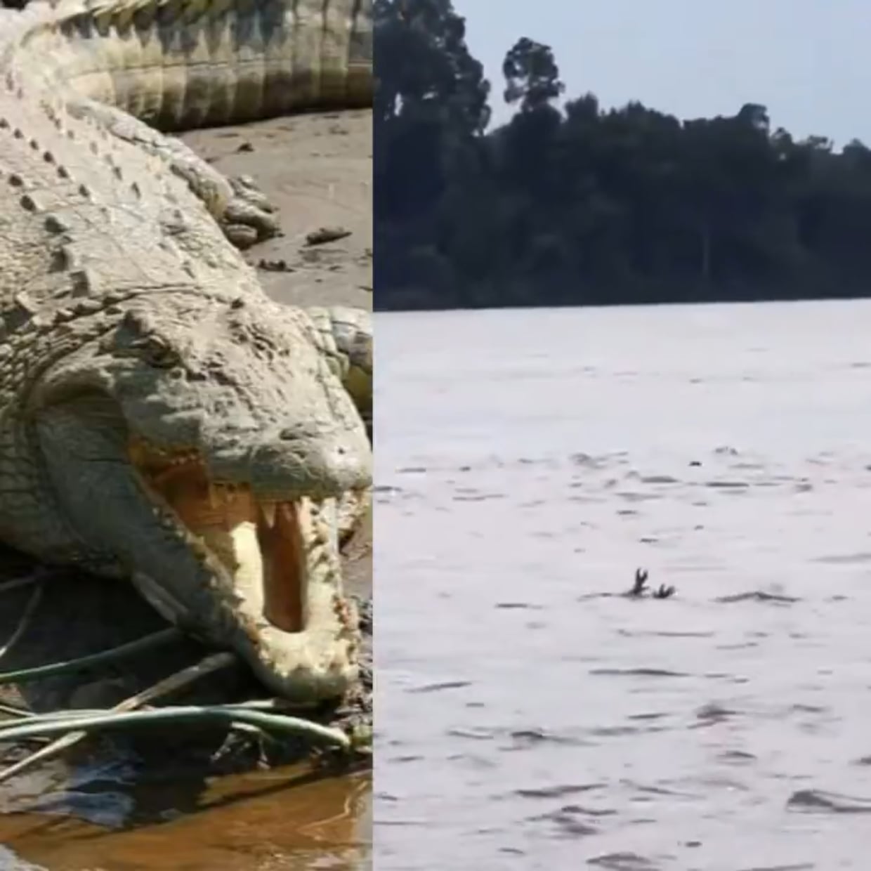 ワニが溺れる人みたいな動きで狩り！？動画が話題に