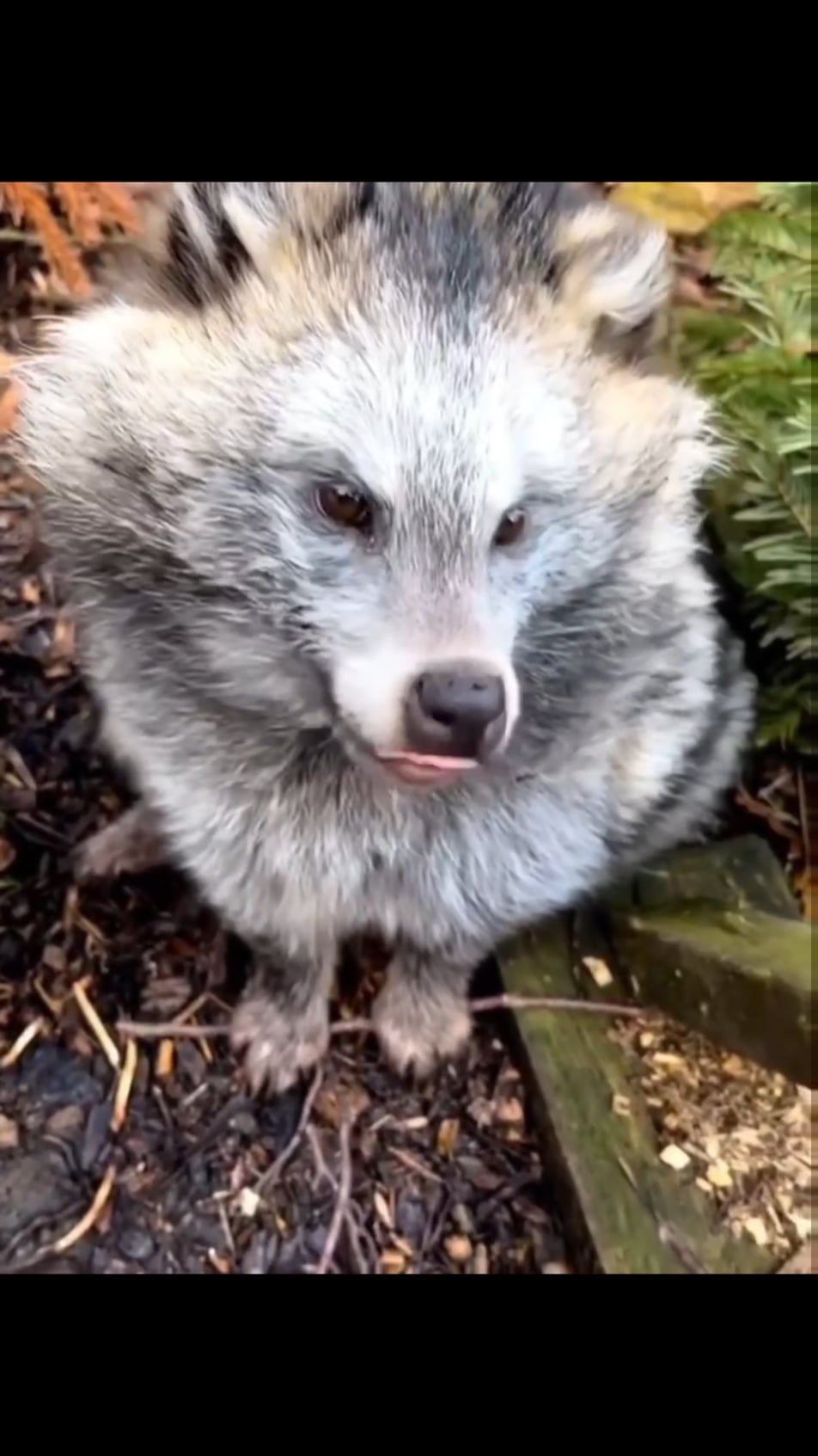 【悲報】日本のタヌキ、実はアライグマだった…