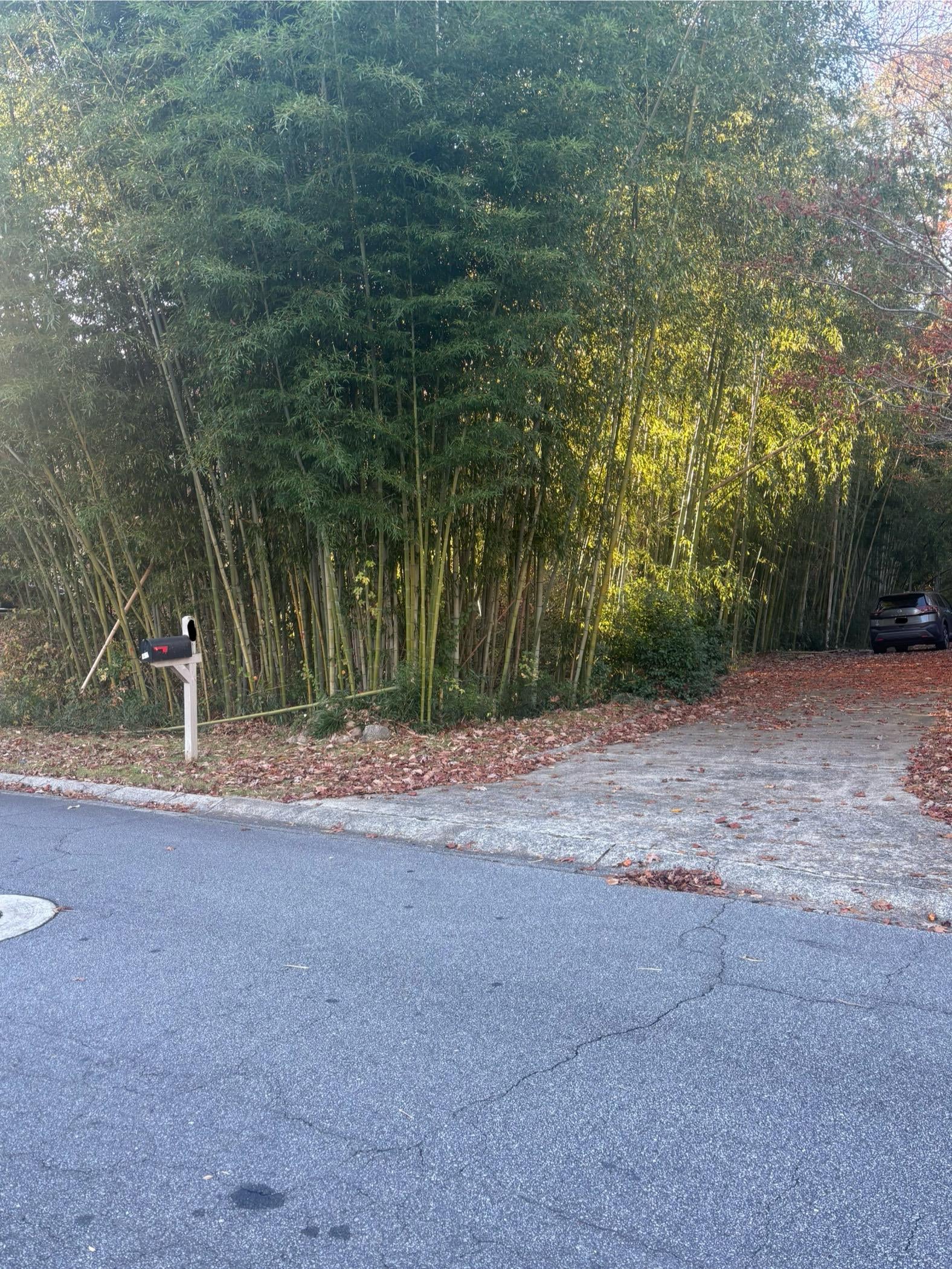 【衝撃】隣の家の庭が竹林化してるんだがWWWWWWWWWW