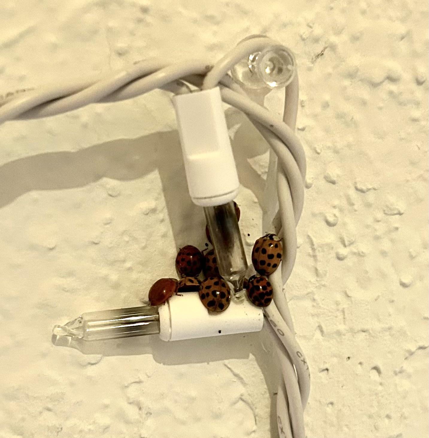 【閲覧注意】 свет に群がる大量のテントウムシがヤバすぎると話題に