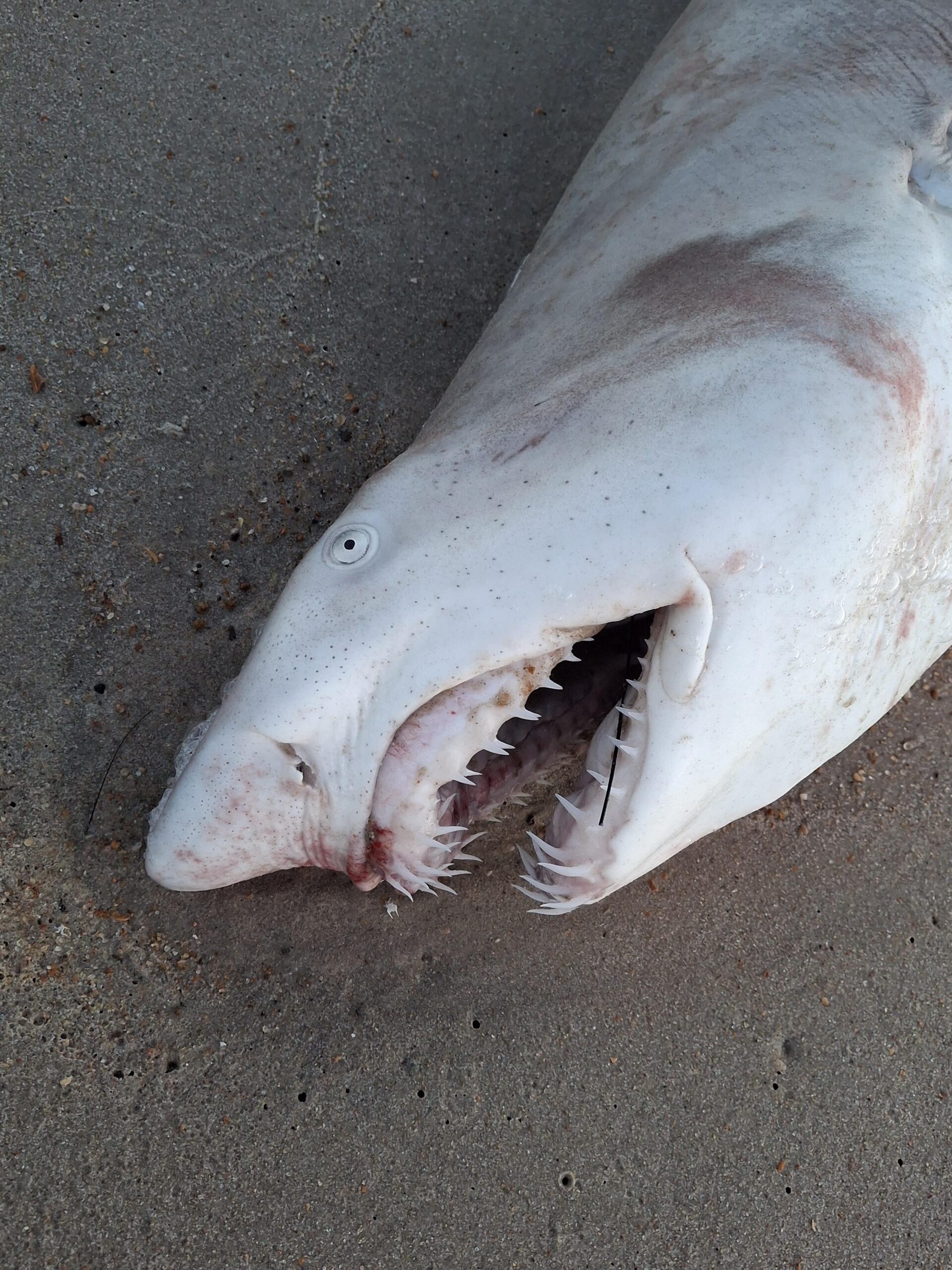 【悲報】海岸に打ち上げられたサメが死亡…