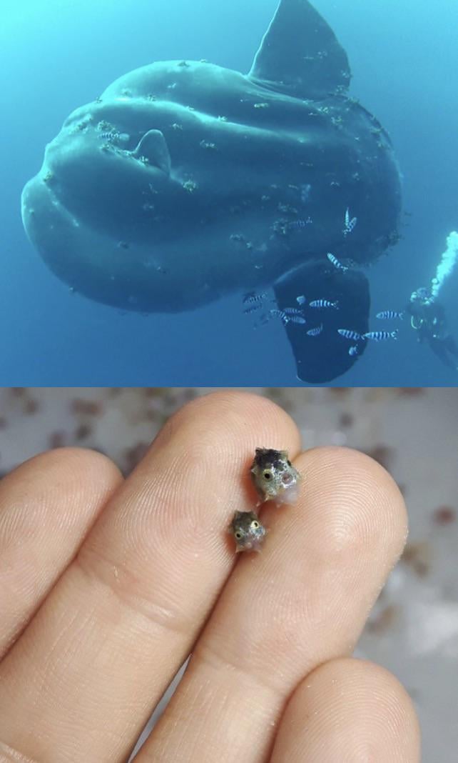 マジかよ！マンボウの成長率が動物界でダントツらしいぞｗｗｗ